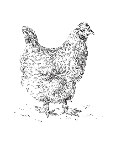 Kurczak ręka rysunek szkic grawerowanie ilustracja styl — Wektor stockowy