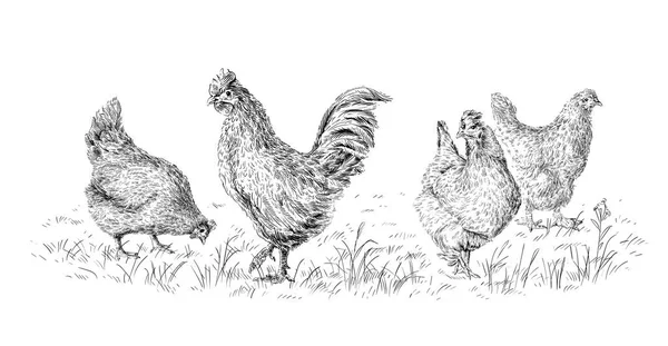 Huhn und Hahn Hand Zeichnung Skizze Gravur Illustration Stil — Stockvektor