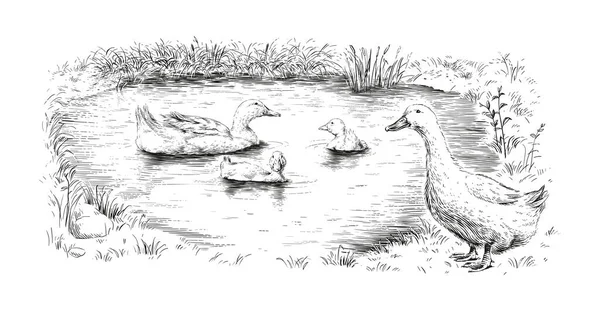 Pato y patitos dibujo a mano boceto grabado ilustración estilo — Archivo Imágenes Vectoriales