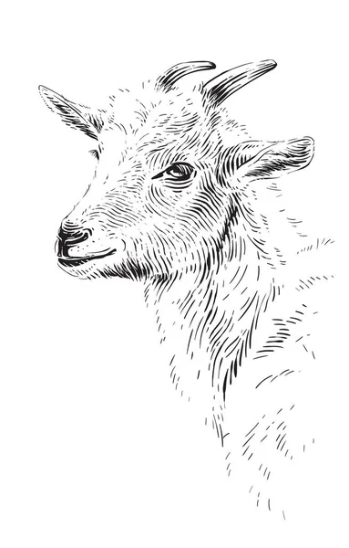 頭ヤギの手描きスケッチの彫刻イラストスタイル ストックイラスト