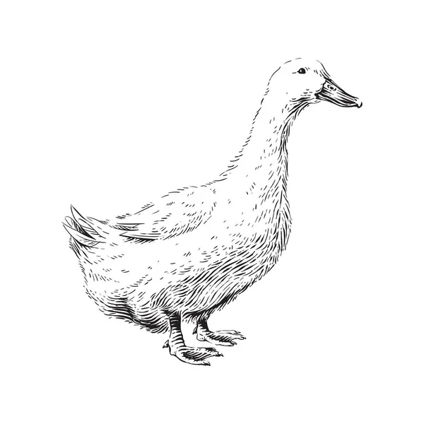 Duck hand drawing sketch engraving illustration style Stock Illustration