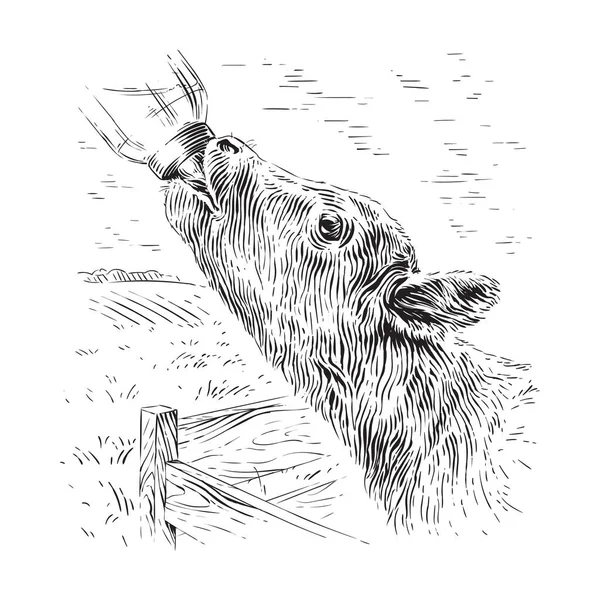 Calf drinks from a bottle sketch engraving illustration style Royalty Free Stock Illustrations
