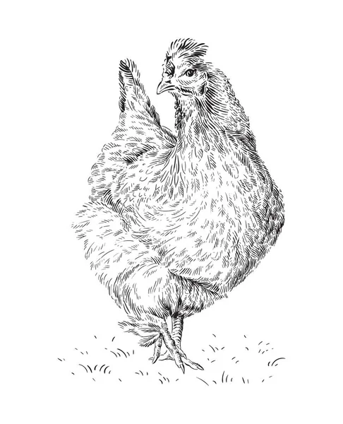 Kyckling hand ritning skiss gravyr illustration stil Stockillustration