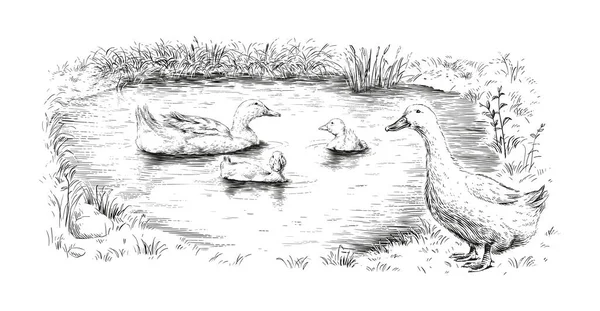 Duck and ducklings hand drawing sketch engraving illustration style Vector Graphics