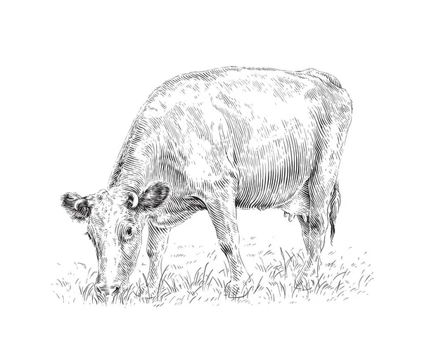 Cow is standing nibbling grass sketch engraving illustration style Royalty Free Stock Illustrations