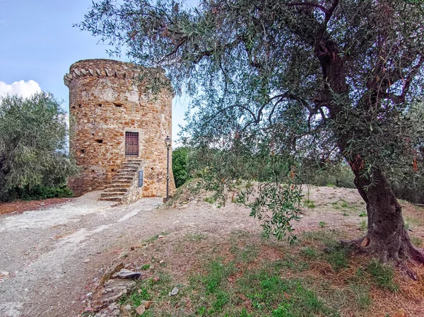 Alter Sarazenturm Mit Olivenbaum Reisebericht Italien Dorf Torrazza Ligurien — Stockfoto