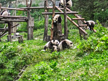 Bir grup panda ormanda oyun oynuyor.