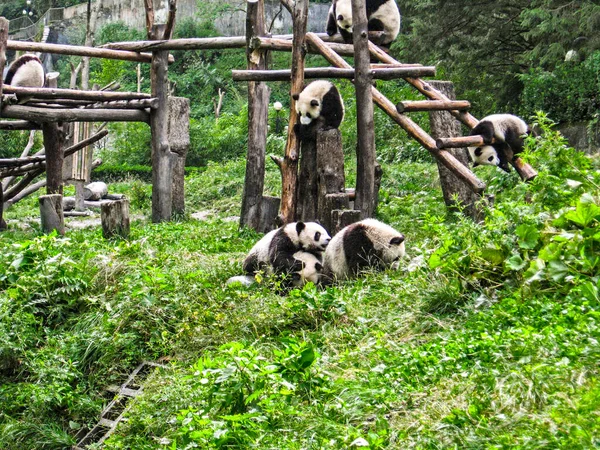 Csoport panda playng az erdőben — Stock Fotó