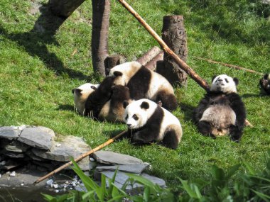 Bir grup panda Tibet ormanında oynuyorlar.