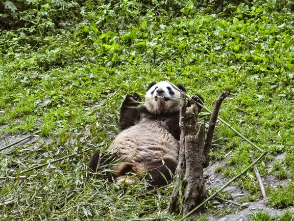 Zoete panda in het bos van India — Stockfoto