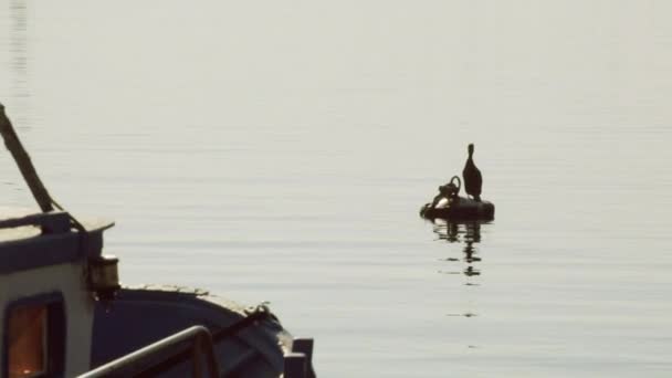 Puerto de Liguria con embarcaciones y aves de caza — Vídeos de Stock