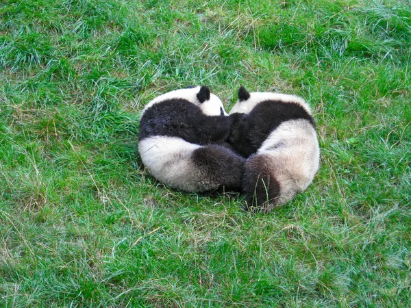 Lingled pandas playing on the lawn — стоковое фото
