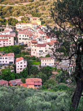 Ön planda zeytin ağacı olan Ligure köyünün zeytin koruluğu manzarası, seyahat haberleri