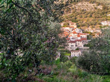 Ön planda zeytin ağacı olan Ligure köyünün zeytin koruluğu manzarası, seyahat haberleri