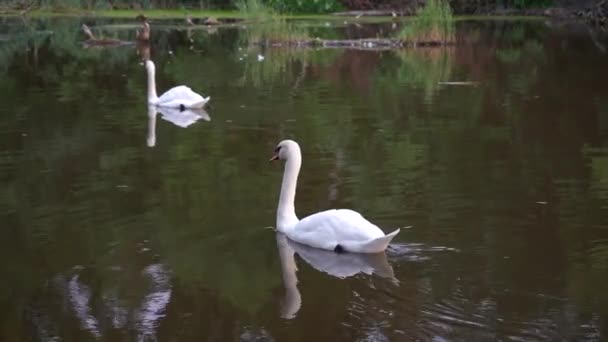 Dos Hermosos Cisnes Blancos Nadan Uno Tras Otro Largo Del — Vídeos de Stock