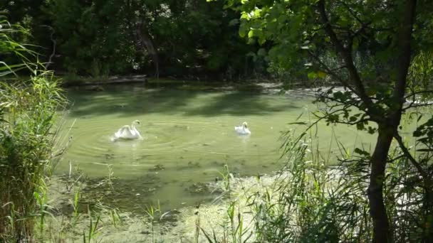 Paire Beaux Cygnes Blancs Sur Lac Eux Essaie Voler Vidéo — Video