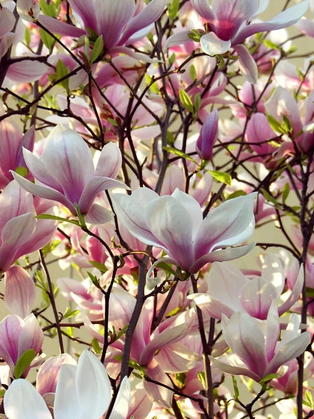 Magnolia árvore em flor com flores rosa — Fotografia de Stock