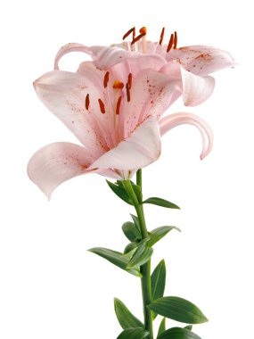 hoş, kahverengi polen Lily'yle kadar pembe, güzel kokulu kapatın