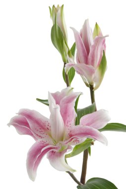 süs pembe lilyum