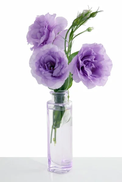 Lila flowers of eustoma in glass wase — Stock Photo, Image