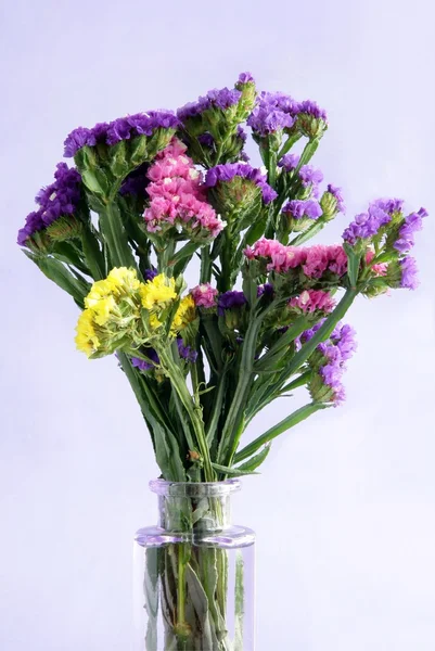 Bukett av multicolor statice blommor — Stockfoto