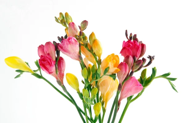 Multicolor fresias — Stock Photo, Image