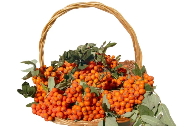 Clusters of red rowan berries — Stock Photo, Image
