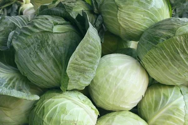 Green early cabbages — Stock Photo, Image