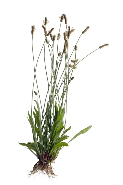 Plantain lancéolé herbe avec des fleurs isolées Image En Vente