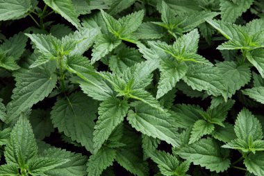 çayır üzerinde yeşil ısırgan otu otlar