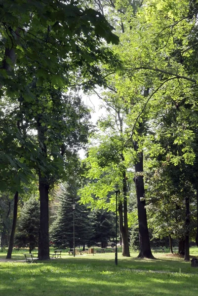 Various trees in park — Stock Photo, Image