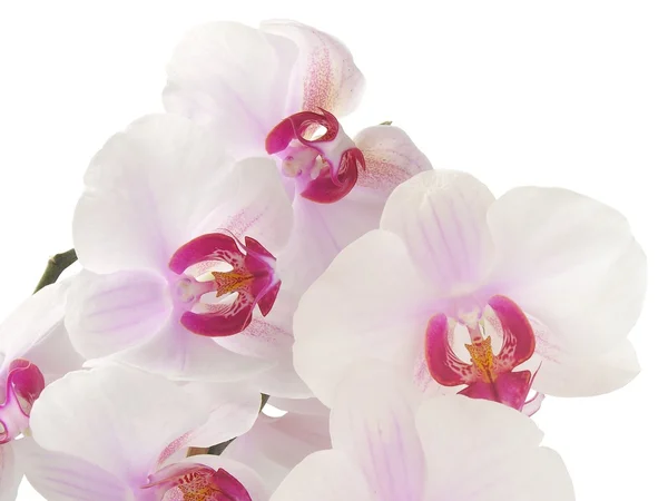 Roze en paarse orchideebloemen — Stockfoto