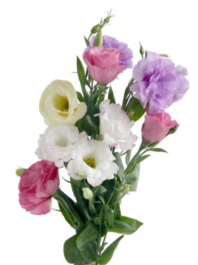 vecize çok renkli eustoma çiçek