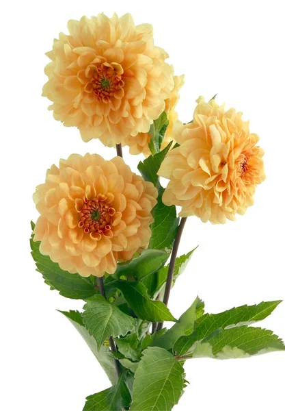 Flores cor de laranja de dahlia — Fotografia de Stock