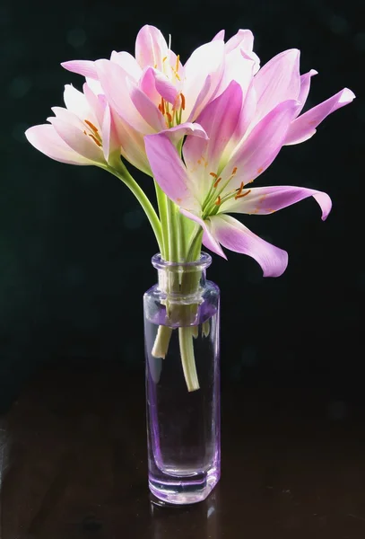 Lila flowers of colchicum — Stock Photo, Image