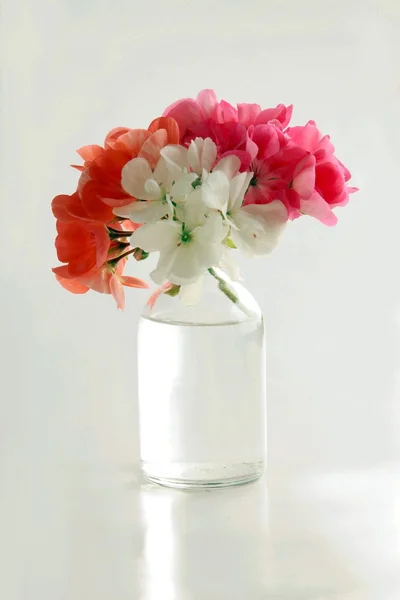 Bukett av geranium vitt och rosa blommor — Stockfoto