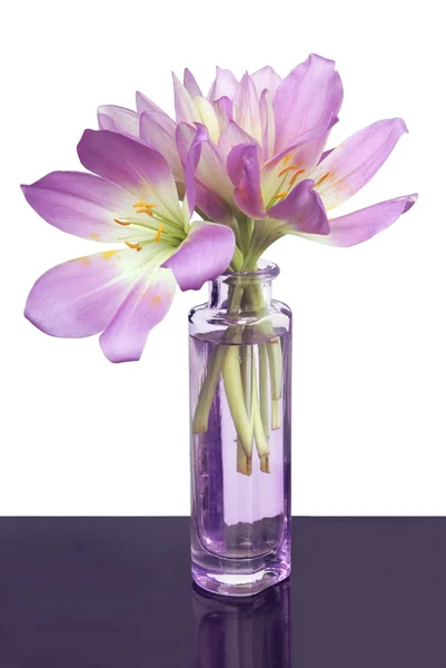 Colchicum flowers in posy — Stock Photo, Image