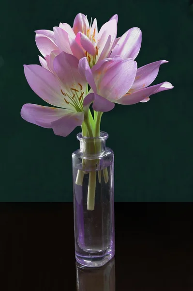 Colchicum lila flowers — Stock Photo, Image