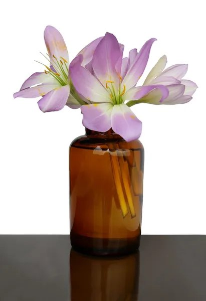 Flores de colchicum em cera de vidro marrom — Fotografia de Stock