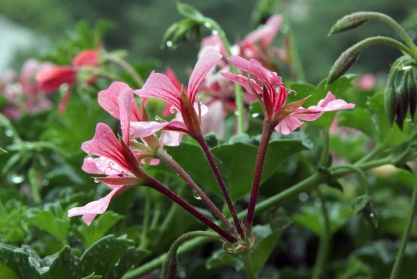 Fiori di geranio rosa bagnati da gocce di pioggia — Foto Stock