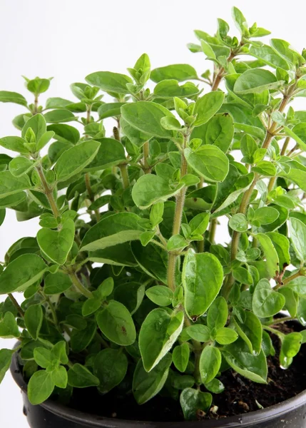 Thyme herb in pot — Stock Photo, Image