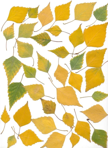 Foglie di autunno di betulla — Foto Stock