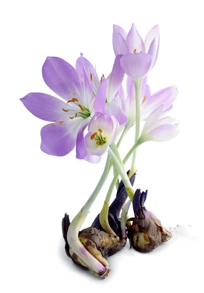 Zimowit rośliny z cebulą i lila kwiecie — Zdjęcie stockowe