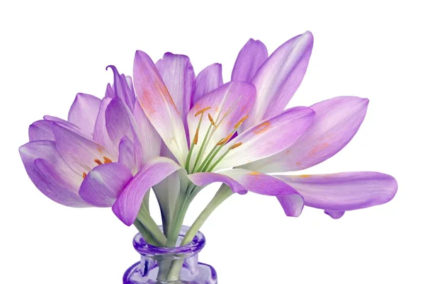 Lila flores de planta de colchicum de otoño — Foto de Stock