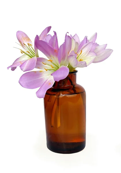 Lila flores de outono colchicum planta — Fotografia de Stock