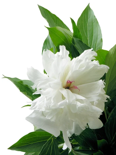 Fiore bianco di peonia — Foto Stock