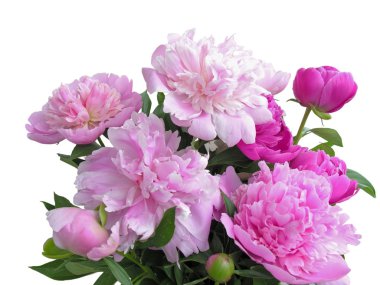 peonia pembe çiçekler
