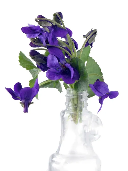 Posy of lila sweet violas in small glass phial — Stock Photo, Image