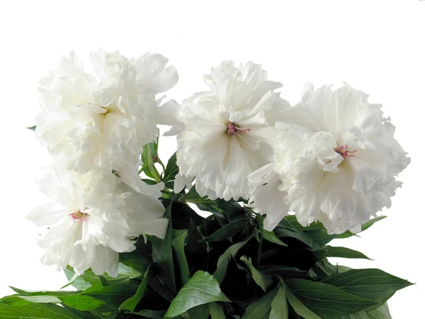 Flores brancas de peonia — Fotografia de Stock