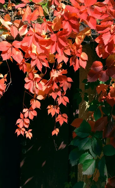 Red leaves of creeper at autumn — Stock Photo, Image